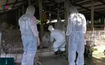 Dịch tả lợn châu Phi lây lan tại Sóc Trăng