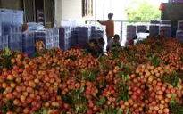 Doanh thu vải thiều Lục Ngạn phá vỡ mốc kỷ lục hơn 60 năm qua