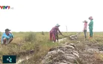 Kiên Giang: Xâm chiếm khu bảo tồn, tàn phá nơi ở của sếu đầu đỏ quý hiếm