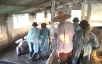 Tả lợn Châu Phi lây lan tới các xã đảo Kiên Giang