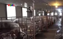 Chim trời góp phần làm lây lan dịch tả heo châu Phi