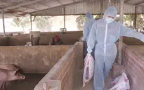 Bạc Liêu công bố dịch tả heo Châu Phi tại huyện Vĩnh Lợi