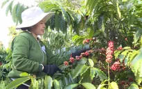 Giá cà phê tăng mạnh trở lại