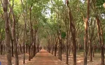 Đồng Nai "chạy nước rút" chuẩn bị mặt bằng cho sân bay Long Thành