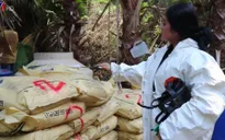 Mexico phát hiện 3 cơ sở điều chế ma túy lớn