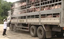 Thực hiện các biện pháp phòng chống dịch tả lợn châu Phi
