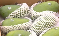 Mộc Châu đặt mục tiêu xuất khẩu từ 400 - 500 tấn xoài sang Trung Quốc
