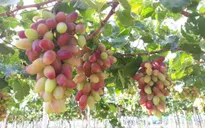 Nông dân Ninh Thuận thu nhập tốt từ nho 3 màu