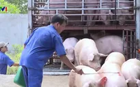 TP.HCM: Tăng cường kiểm soát sau khi phát hiện thêm ổ dịch tả lợn châu Phi