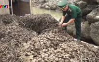 Quảng Ninh bắt giữ 30.000 dây hàu giống nhập lậu
