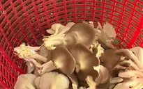 Nông sản sạch khó tìm đầu ra
