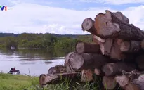 Brazil triển khai chiến dịch ngăn nạn phá rừng Amazon
