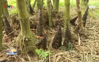 Mùa măng tre núi Cấm