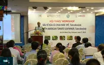 Phòng tránh thiệt hại từ sâu vẽ bùa cà chua Nam Mỹ