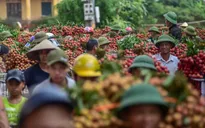 Khám phá chợ vải thiều lớn nhất Việt Nam