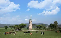 Vinamilk và những bước đi chiến lược trong 30 năm phát triển ngành chăn nuôi bò sữa
