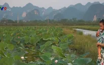 Đầm sen An Phú, Hà Nội - Địa điểm hấp dẫn du khách mỗi độ hè về