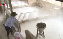 Dịch tả lợn châu Phi: Chi trả hỗ trợ người chăn nuôi còn gặp khó