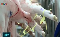 TP.HCM thành lập thêm 5 chốt cấp huyện ngăn ngừa dịch tả lợn châu Phi