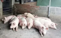 TP.HCM siết chặt kiểm soát nguồn thịt lợn từ các tỉnh
