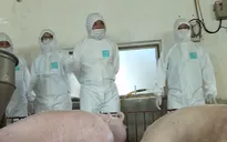 Khảo nghiệm vaccine phòng dịch tả lợn châu Phi