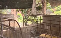 Đồng Nai: Hàng ngàn hộ dân cầu cứu vì dịch tả lợn châu Phi