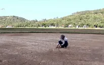 Nam Trung Bộ mất trắng hàng nghìn ha lúa do hạn hán