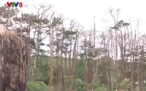 Đắk Nông: Rừng thông cảnh quan bị tàn phá