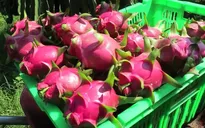 Bình Thuận: Thanh long chính vụ được giá