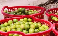 Vườn chanh không hạt, mỗi năm thu cả chục tỷ đồng