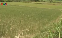 Vụ lúa Hè Thu ở các tỉnh miền Trung thiếu nước nghiêm trọng do hạn hán