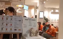 Kinh doanh trà sữa đã hết thời ngọt ngào?