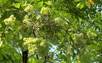 Hà Nội di dời cây hoa sữa ra ngoại thành