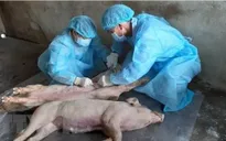 Bến Tre xuất hiện dịch tả lợn châu Phi