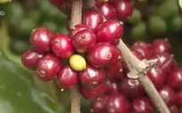 Giá cà phê Arabica và Robusta tăng