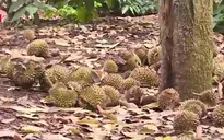 Sầu riêng rụng trái hàng loạt không rõ nguyên nhân