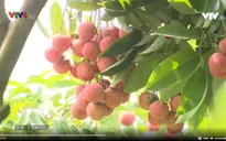 Vải thiều xuất khẩu chính ngạch sang Trung Quốc - Hướng đi bền vững