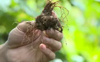Siết chặt quản lý, chống buôn bán sâm Ngọc Linh giả