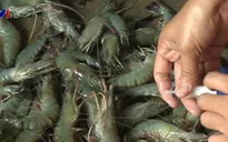 Phát hiện 2 cơ sở bơm tạp chất vào tôm ở Bạc Liêu
