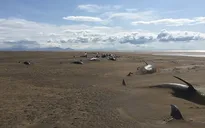 Phát hiện hơn 50 xác cá voi nằm dài trên bãi biển Iceland