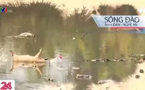 Sông Đào - Nguồn nước đầu vào cho 2 nhà máy nước sạch tại Nghệ An bị ô nhiễm nghiêm trọng