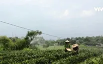 Trồng chè hữu cơ hoàn toàn thân thiện với môi trường