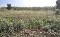 Sét đánh người chăn vịt ngoài đồng