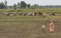 Thái Lan huy động quân đội hỗ trợ dân bị hạn hán