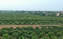 Nhãn lồng Hưng Yên tiêu thụ thuận lợi nhờ xúc tiến thương mại