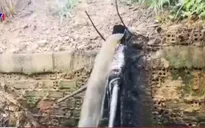 Bà Rịa - Vũng Tàu: Phát hiện trang trại chăn nuôi nghi xả thải ra môi trường