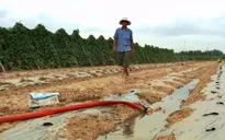 Chi phí cho nông nghiệp tăng cao do hạn hán nặng
