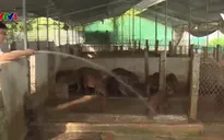 Nuôi lợn rừng an toàn bằng thảo dược