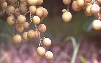 Hưng Yên quyết tâm nâng cao hiệu quả từ cây nhãn