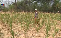 Thái Lan triển khai hàng loạt biện pháp ứng phó với hạn hán